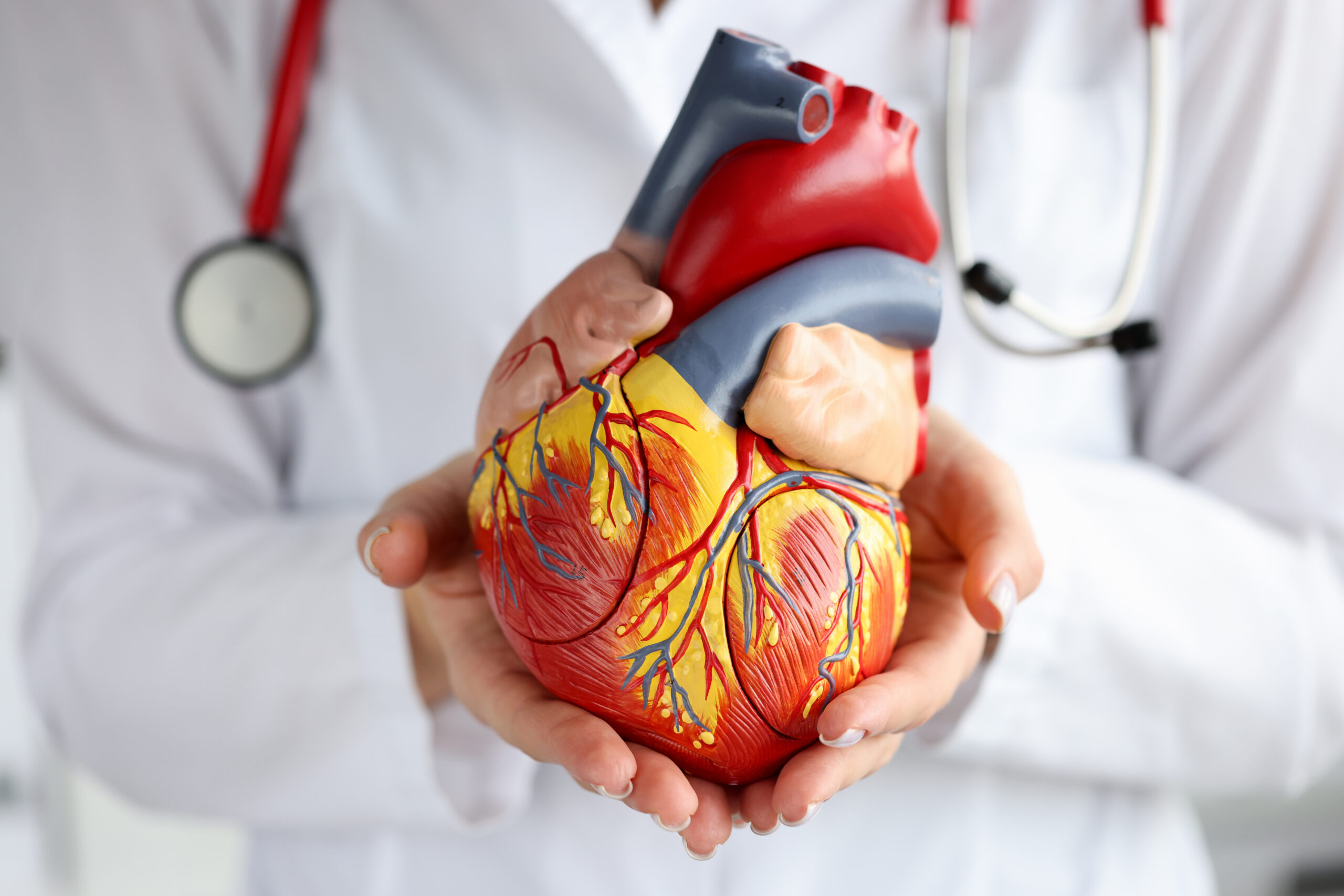 Doctor holding artificial heart model in clinic closeup. Medical education concept