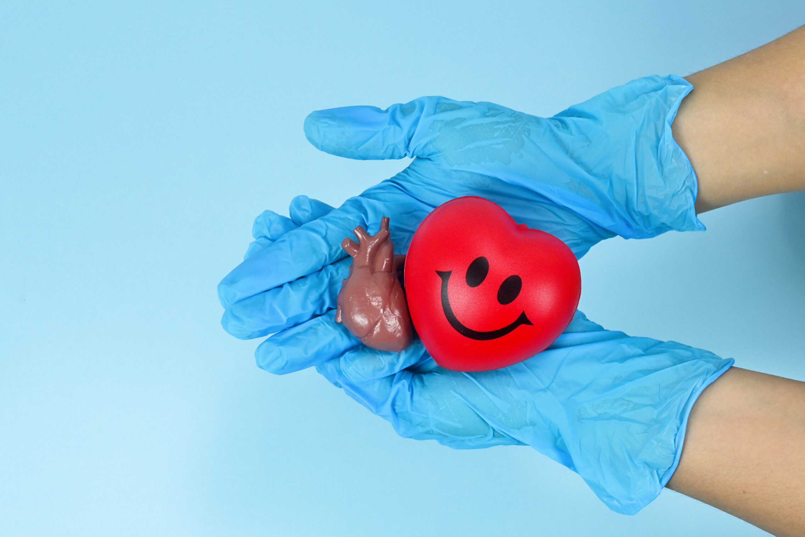 Red smile heart, human organ in hand palm wearing blue medical on gloves on blue background, Healthcare hospital service concept , Cardiology, stock photo